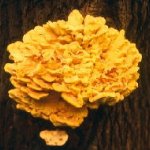 <b>Laetiporus sulphureus</b> (Schwefelporling): Ein holzzersetzender Pilz der Braunf&auml;ule bevorzugt im Stamm- und Starkwurzelbereich verursacht.
